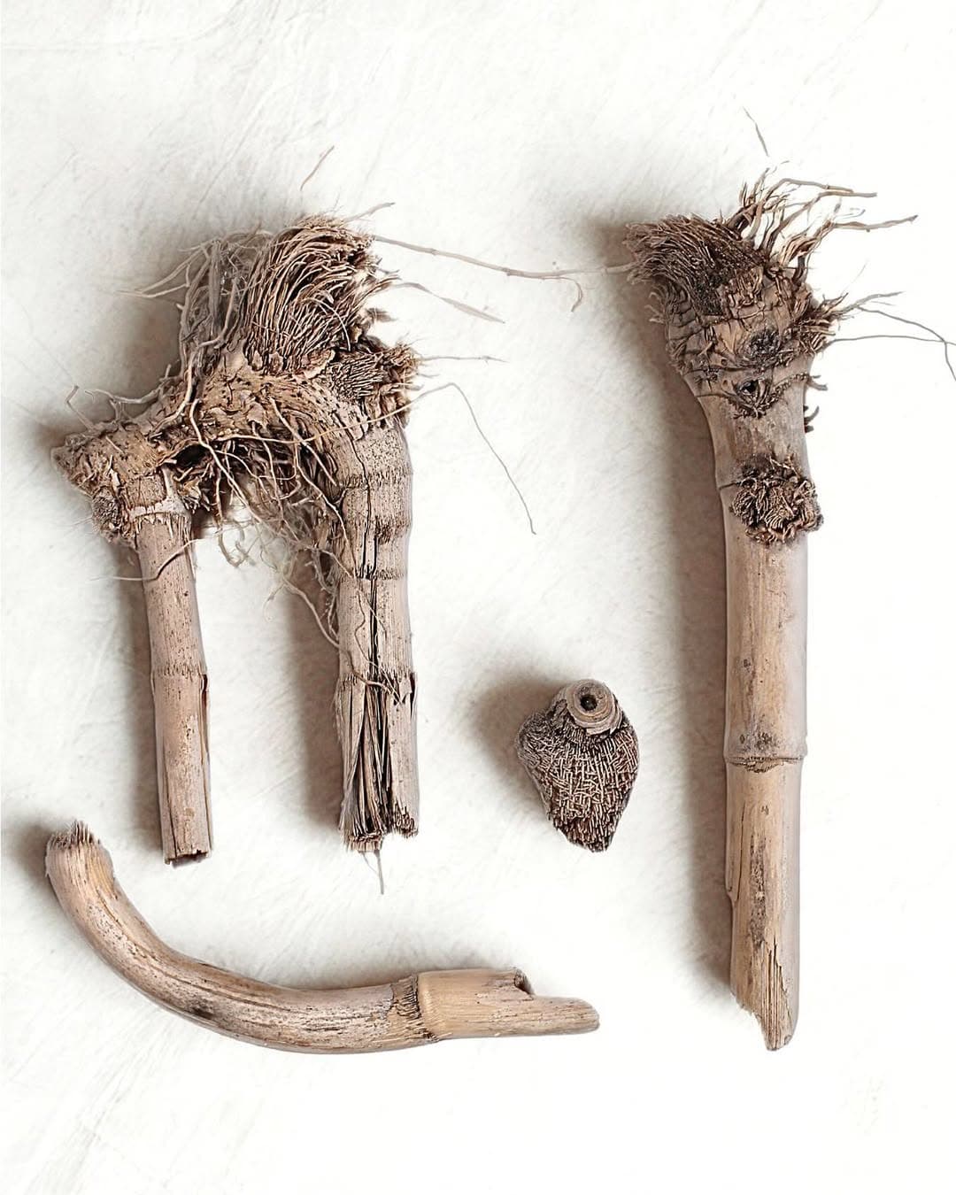 drifted roots from the sea