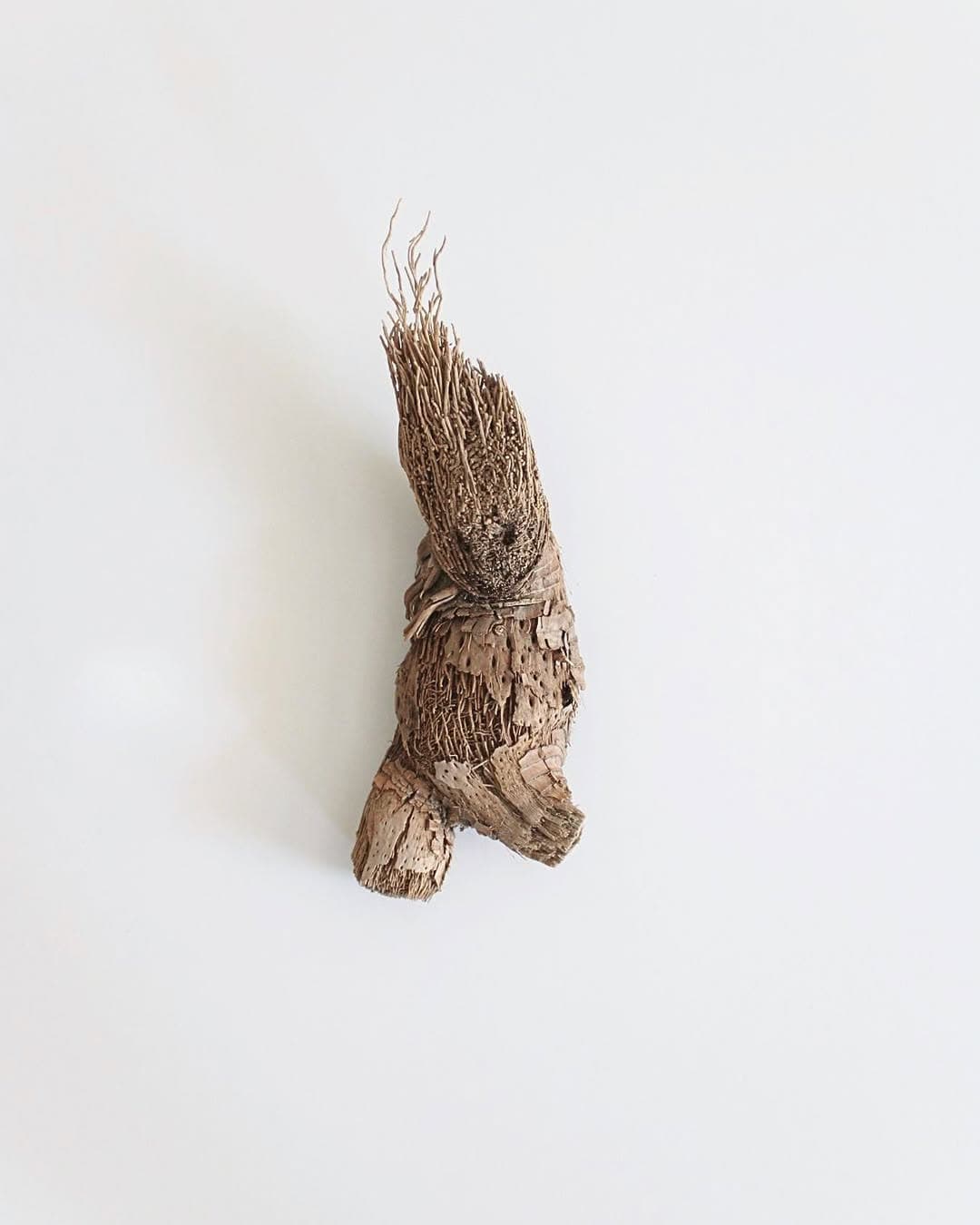 sea root