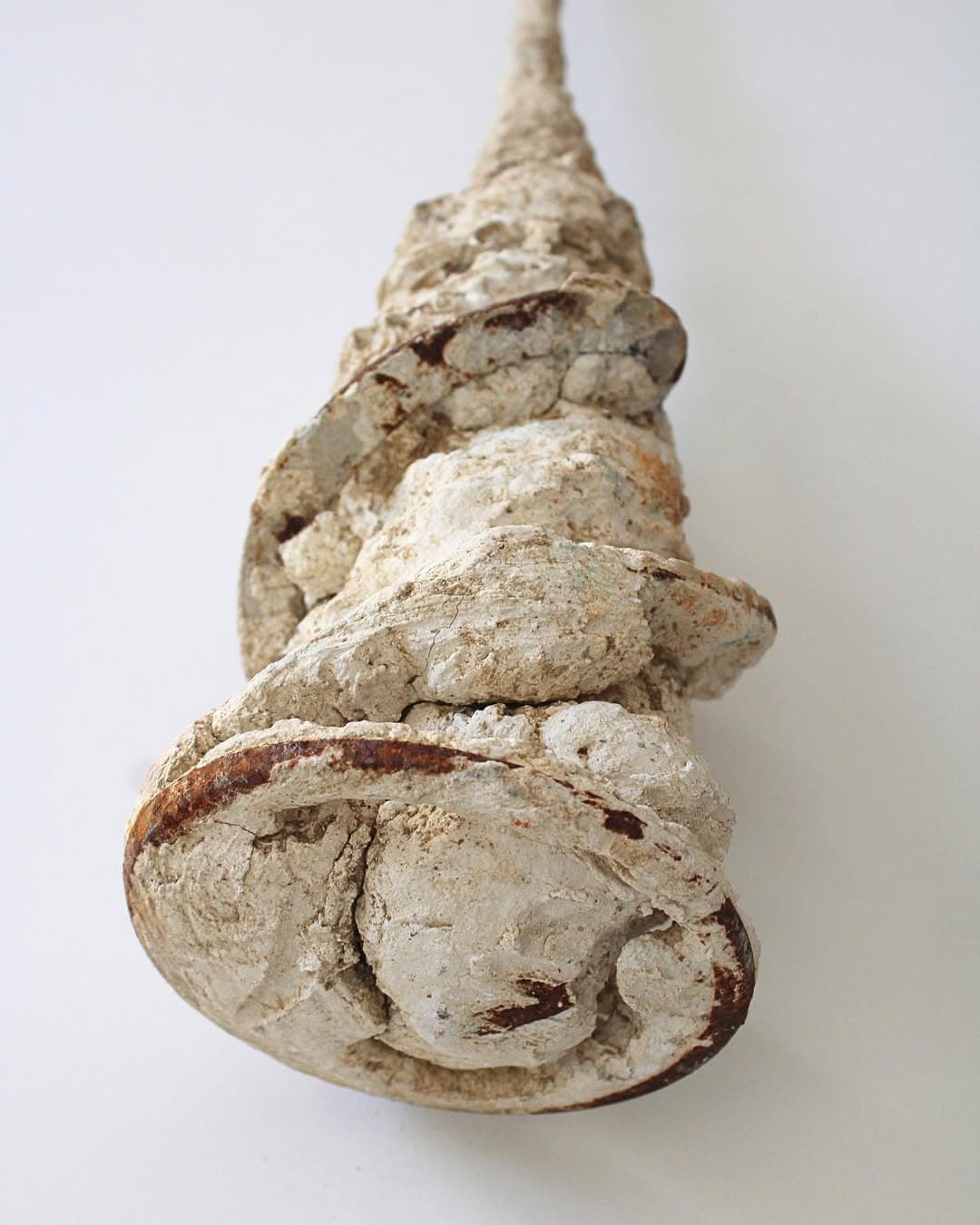 gastropod shell