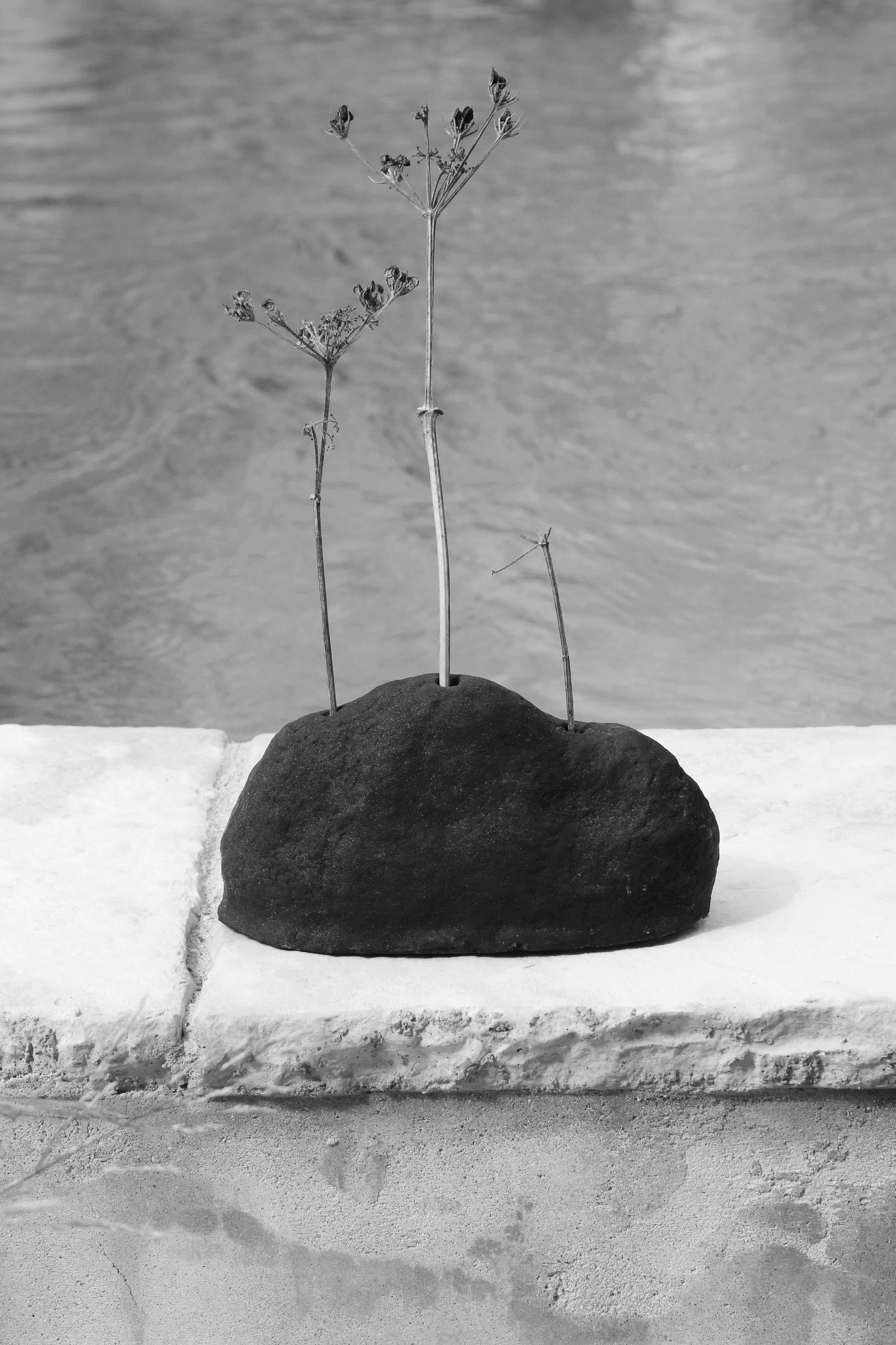séance photo à la potentille